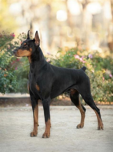 prima dobermans|reputable doberman breeders.